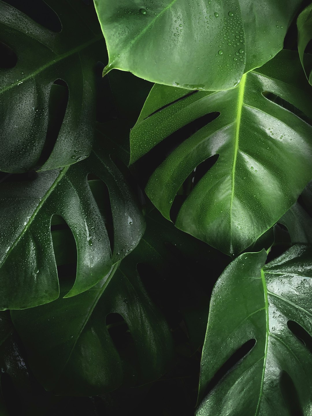 Organic Pest Control Methods